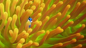 New Posters Unveiled for Pixar’s ‘Finding Dory’
