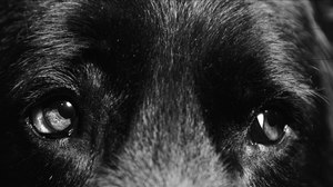 Fresh Takes: The Psychedelic VFX of ‘Dog in the Woods’