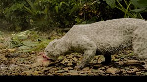 Animals Uncaged Hunt Down Nicolas Cage with Help from Ziva VFX Animals Uncaged Hunt Down Nicolas Cage with Help from Ziva VFX
