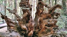 Mysteries Entombed within the Redwoods Realm: Part 2 Mysteries Entombed within the Redwoods Realm: Part 2