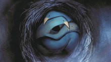 ‘Of Shadows & Wings…’ Picks up Three New Awards ‘Of Shadows & Wings…’ Picks up Three New Awards