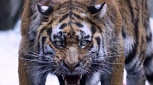 WATCH: Korea’s 4th Creative Party Unleashes VFX Breakdown for ‘The Tiger’ WATCH: Korea’s 4th Creative Party Unleashes VFX Breakdown for ‘The Tiger’
