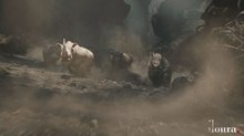 Iloura Creates Ravaging Rhinos for ‘Jumanji: Welcome to the Jungle’