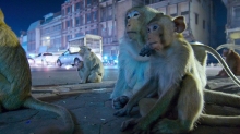 Moonraker VFX Tackles Netflix’s ‘Night on Earth’ Nature Series